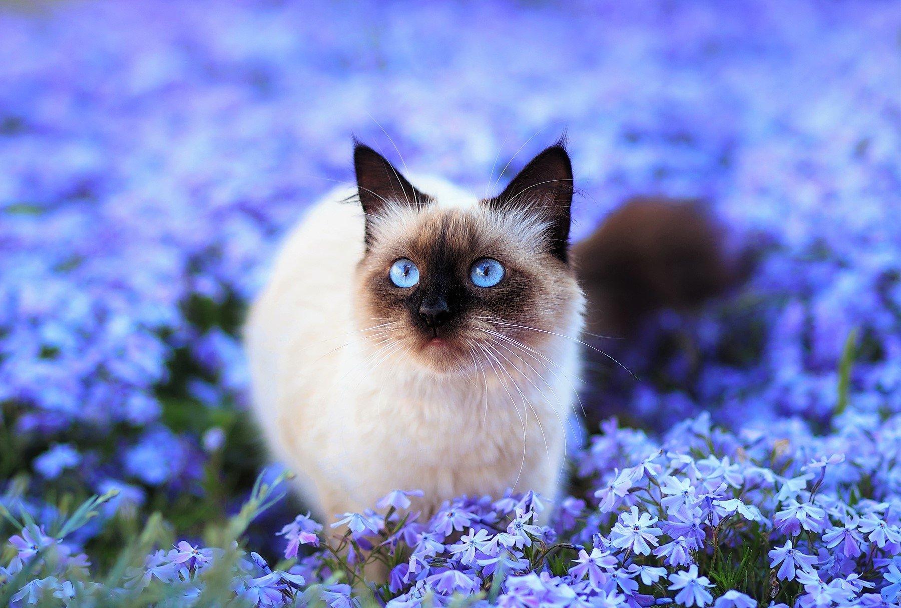 Cat hYG6uIRWL