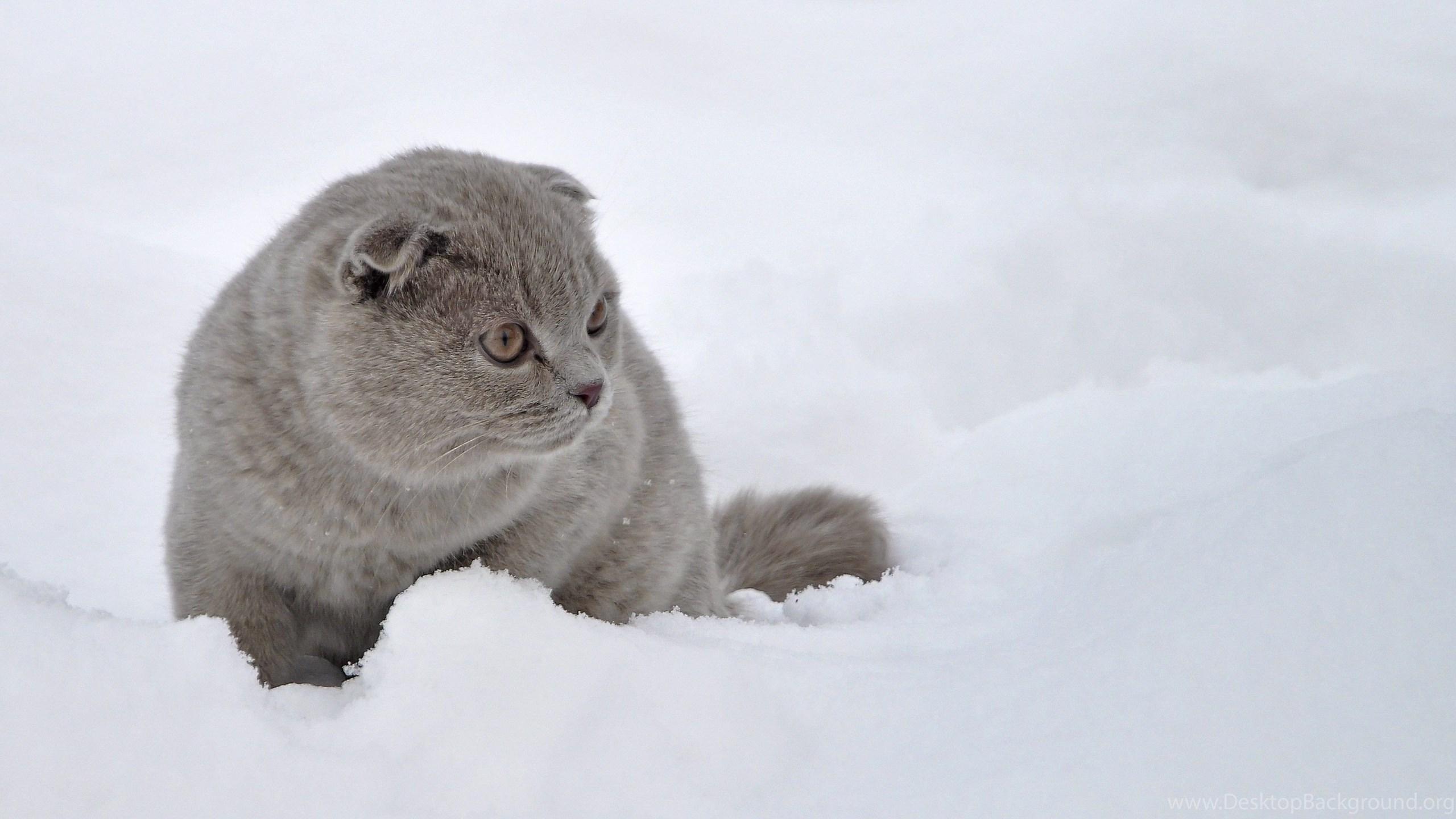 Cat hd-zs3918