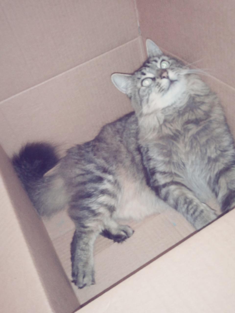 Cat hn