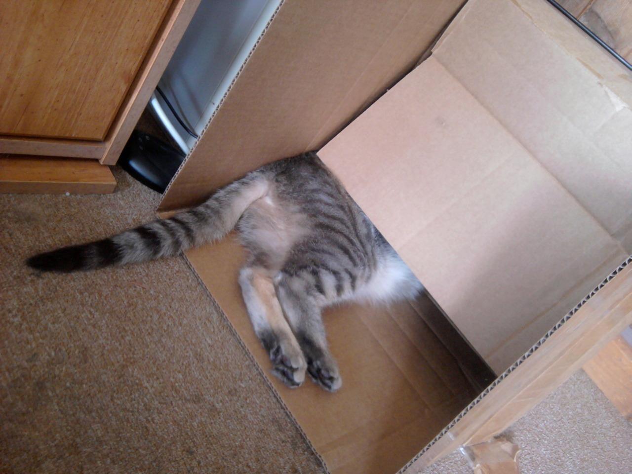 Cat hq