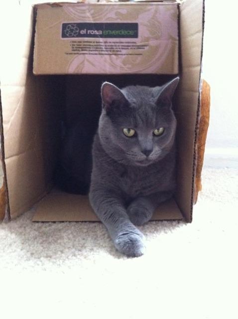 Cat hs