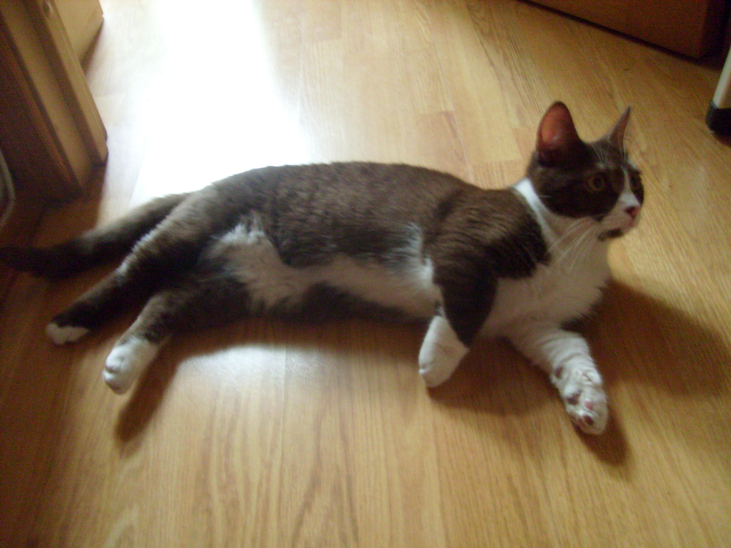 Cat hxlto6Z4I