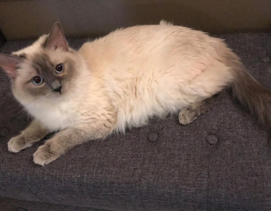 Cat hz0fwFell