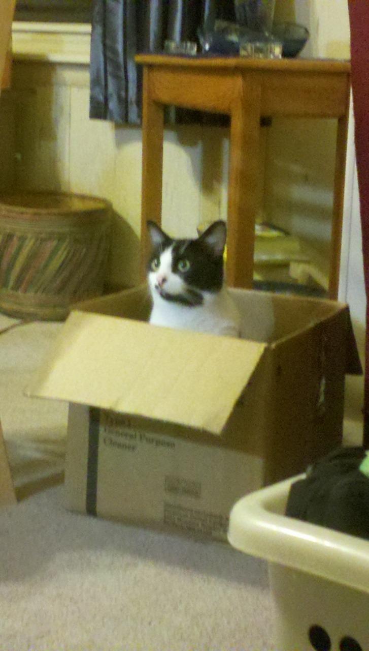 Cat i2