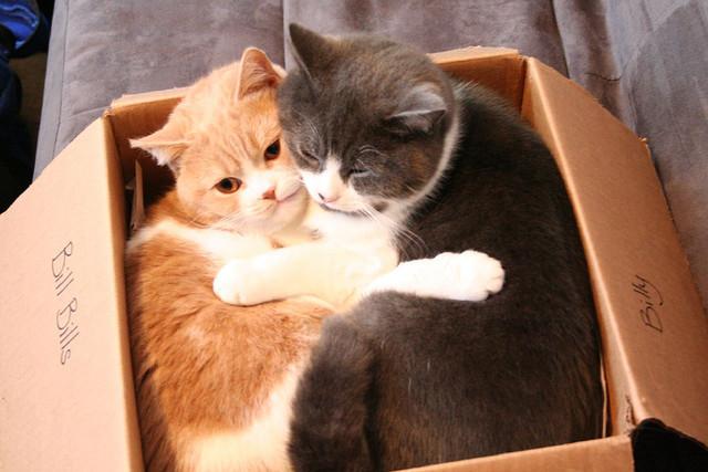Cat i5