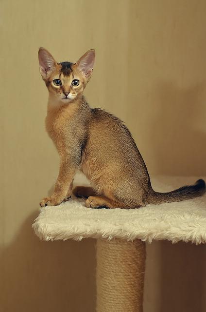 Cat i9