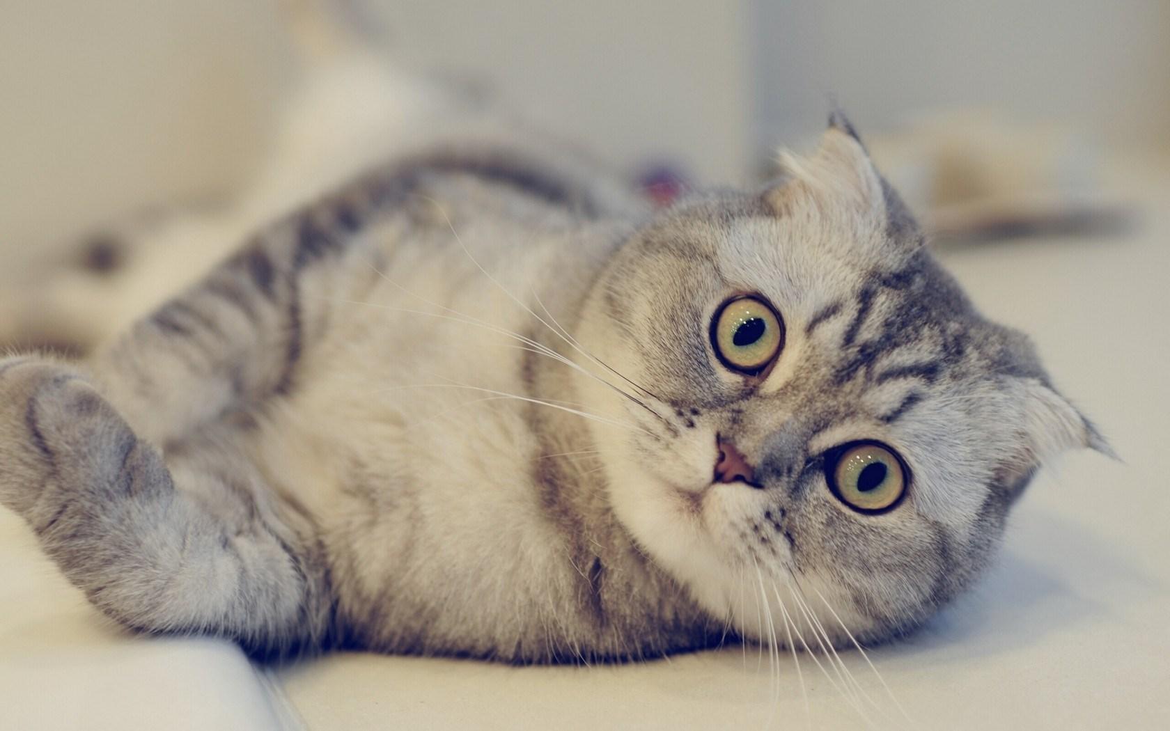 Cat iI8IyNGDg