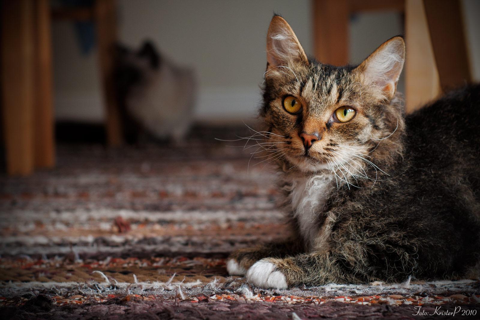 Cat iapoHxQxL