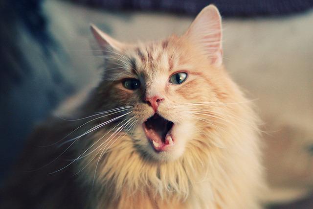 Cat ik