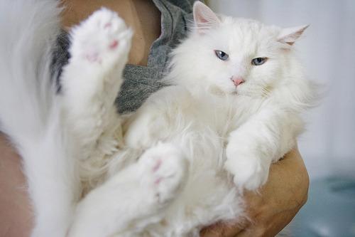 Cat il