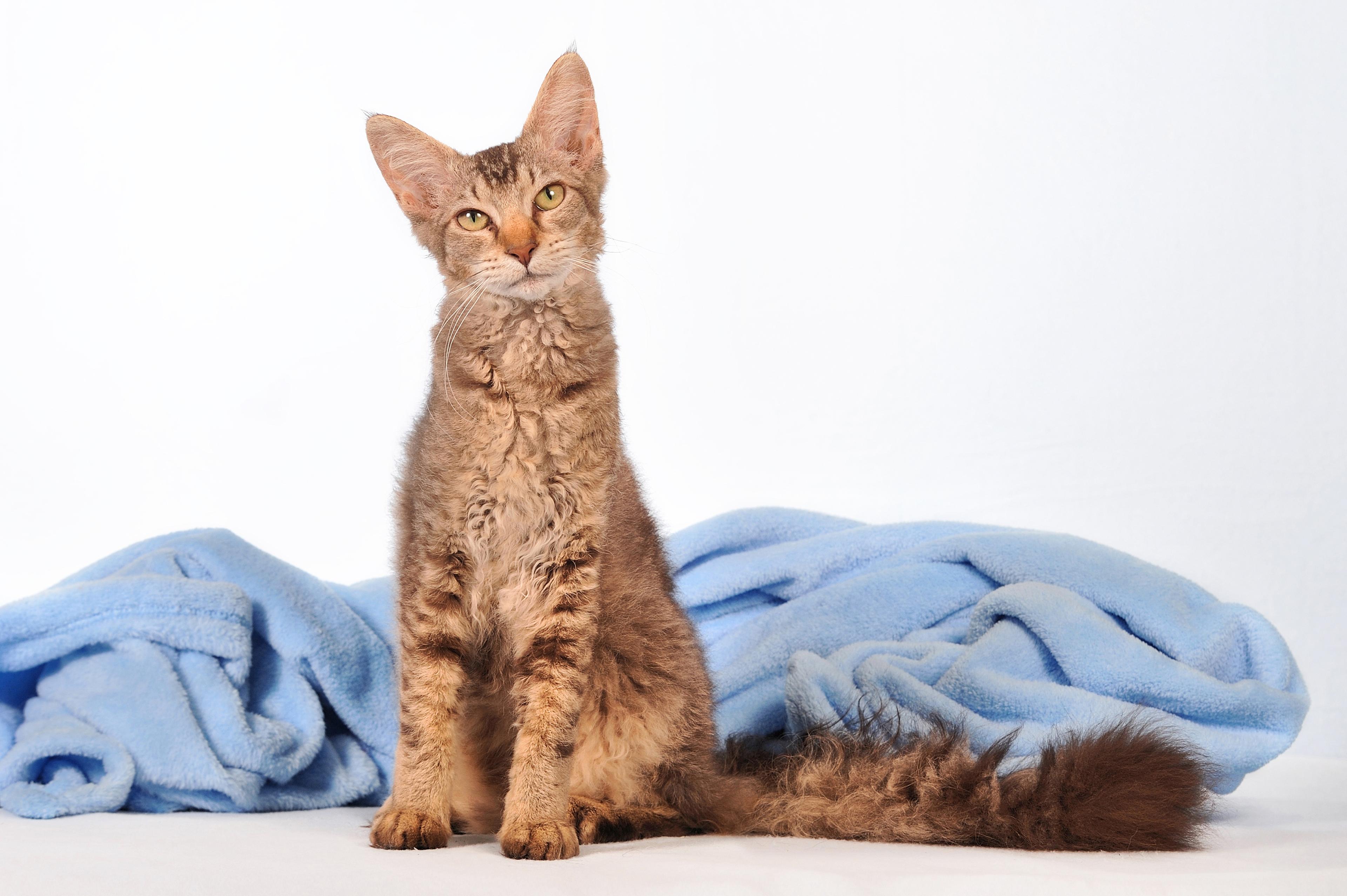 Cat in-CD5LH5