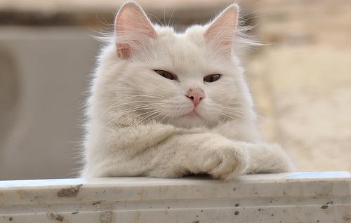 Cat is
