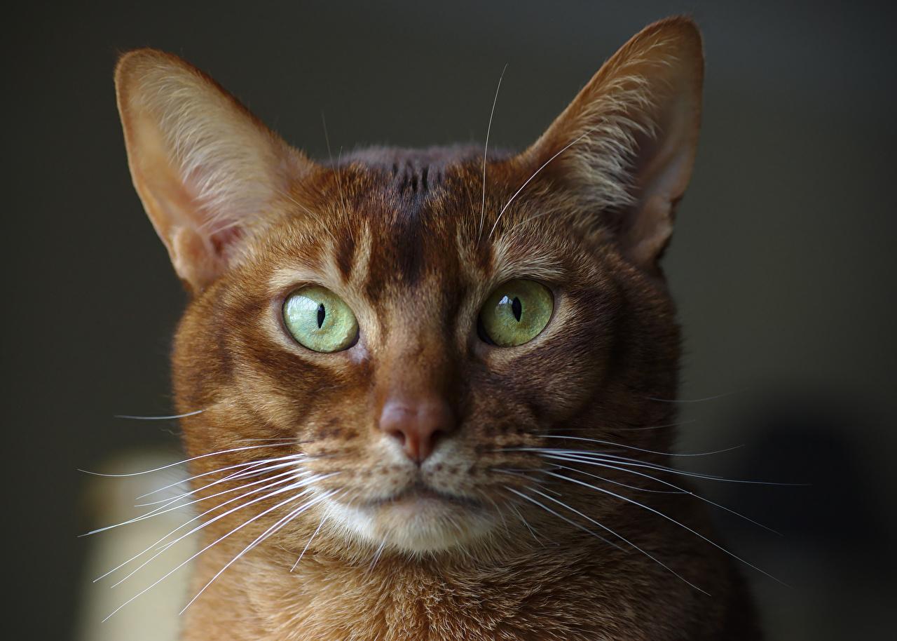 Cat itfFA4NWS