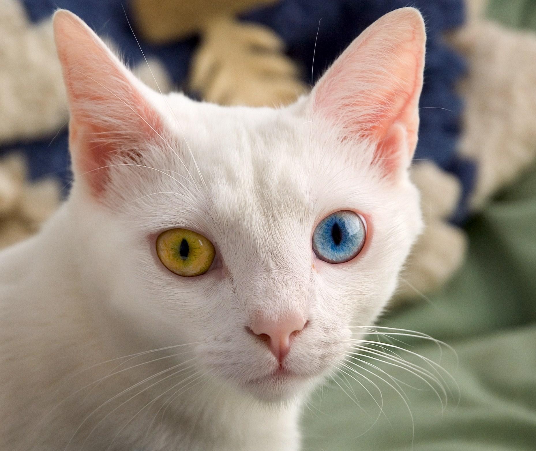 Cat iyFN2mF8l