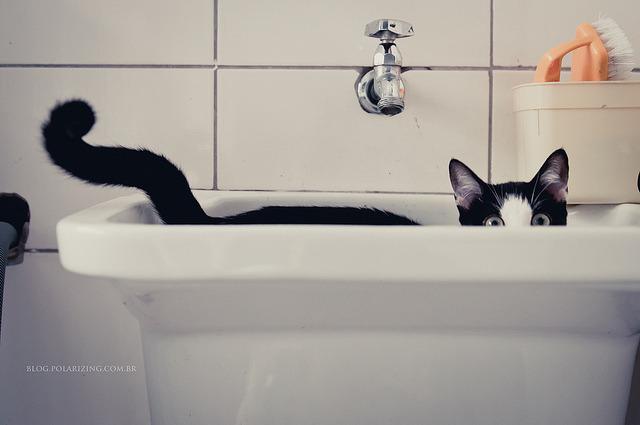 Cat j2
