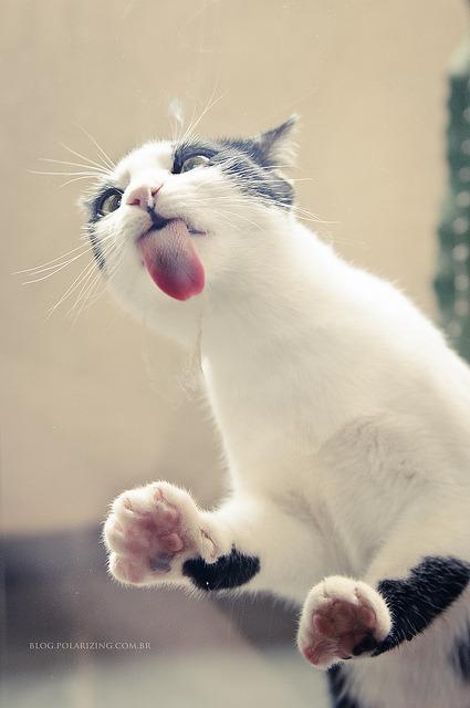 Cat j3