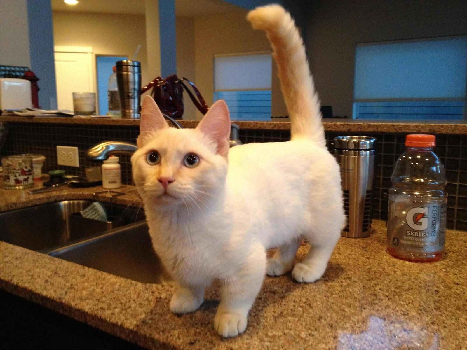 Cat j5cVSqLer