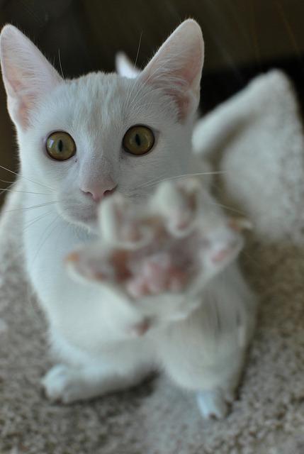 Cat ja
