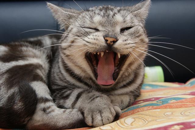 Cat jc