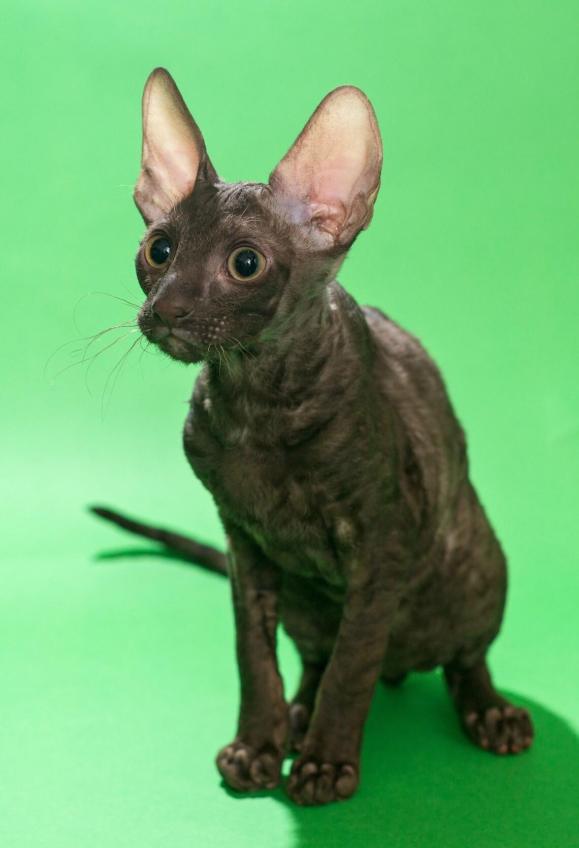 Cat jdccz3ngk