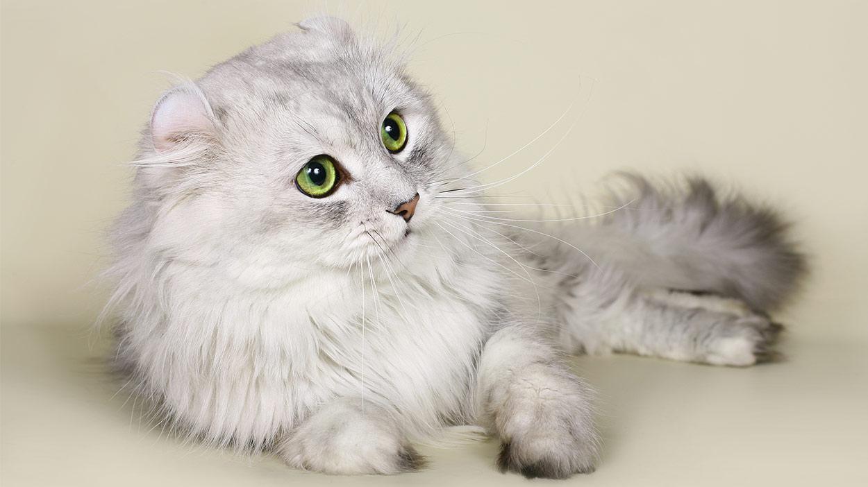 Cat ji-5E0VwY