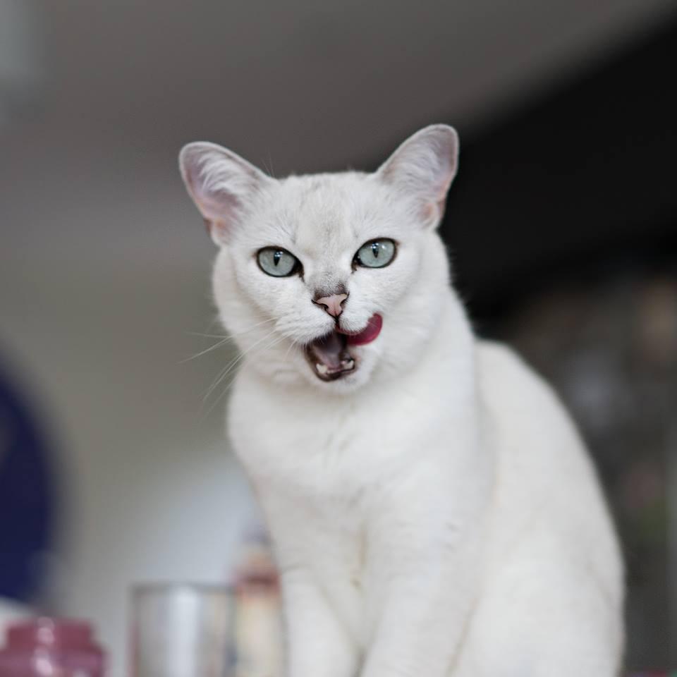 Cat jvg3XfEdC
