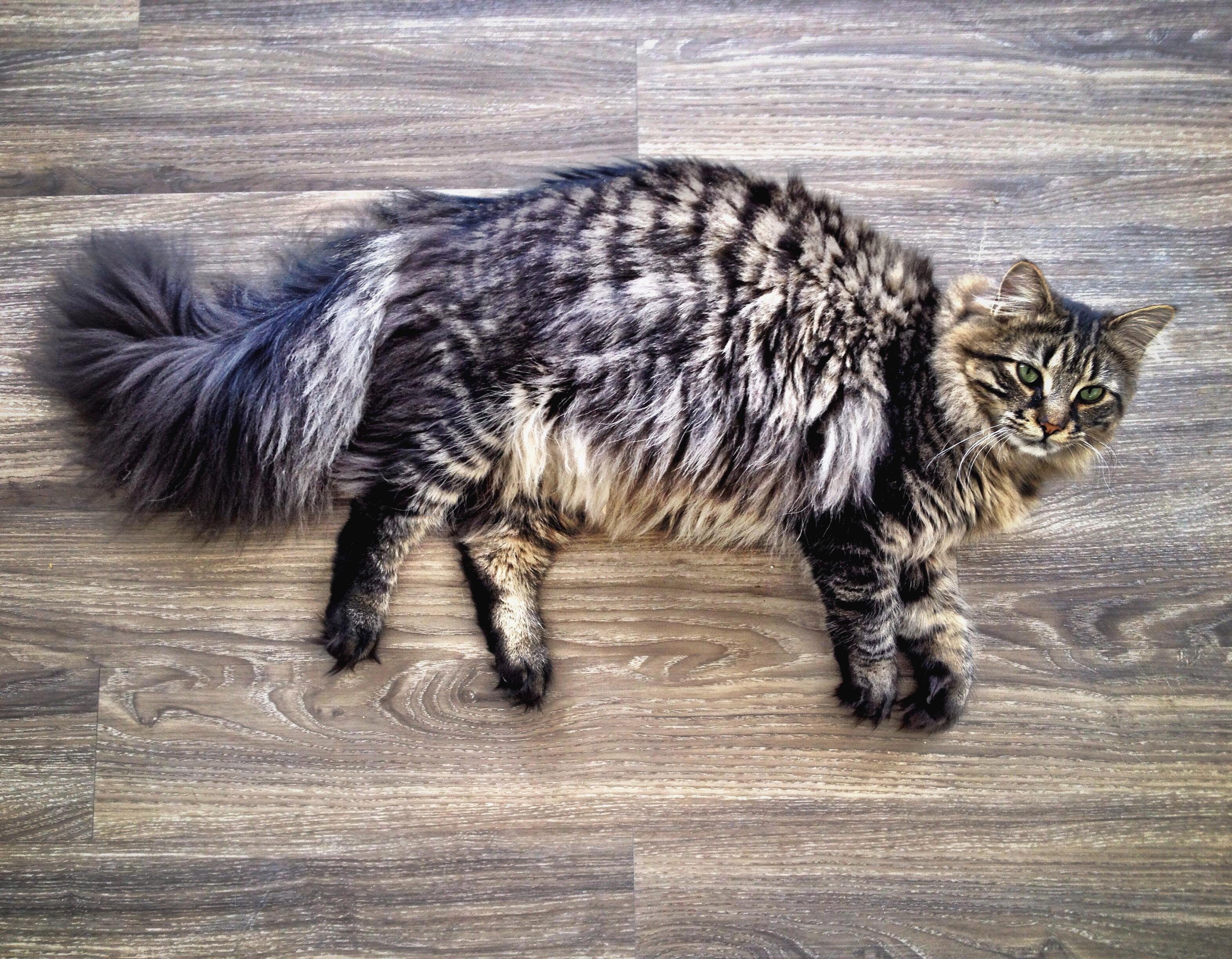 Cat jyjEWK7xp