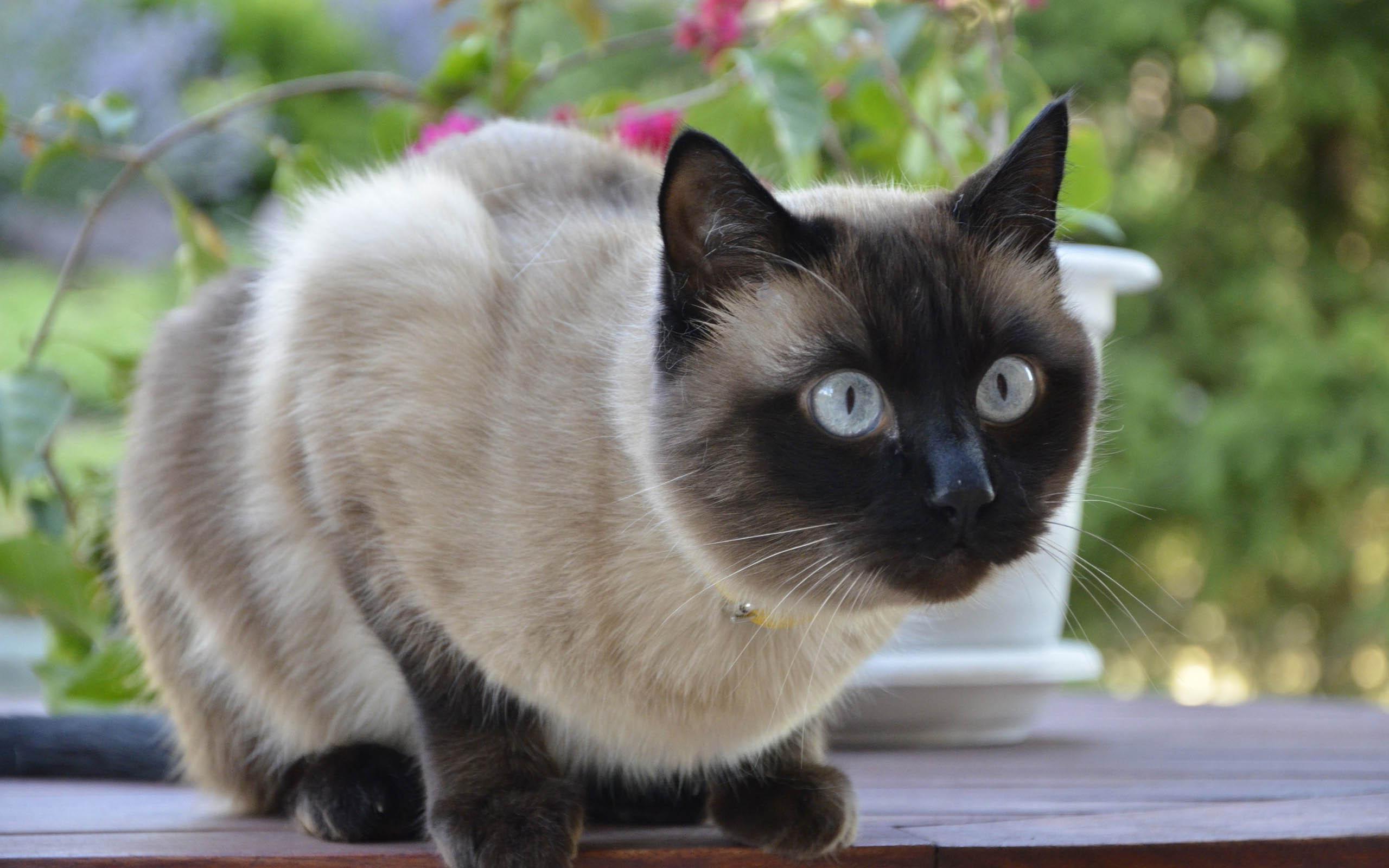 Cat k5Vrnaz_Q