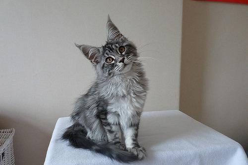 Cat kc