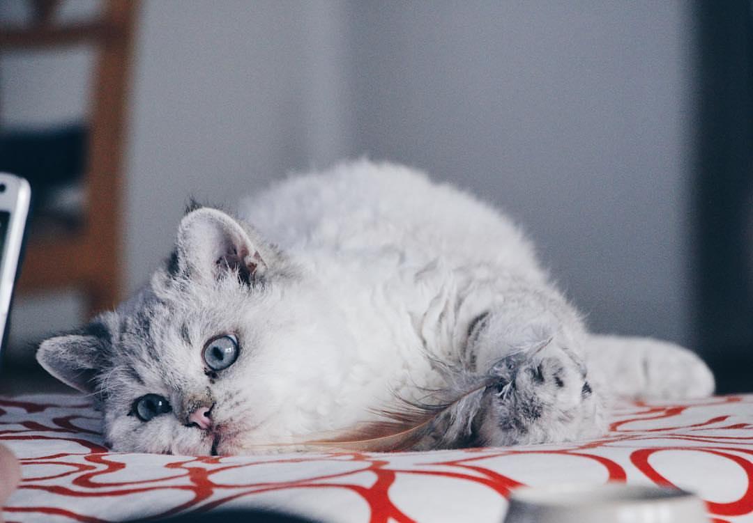 Cat kcDyctLTZ