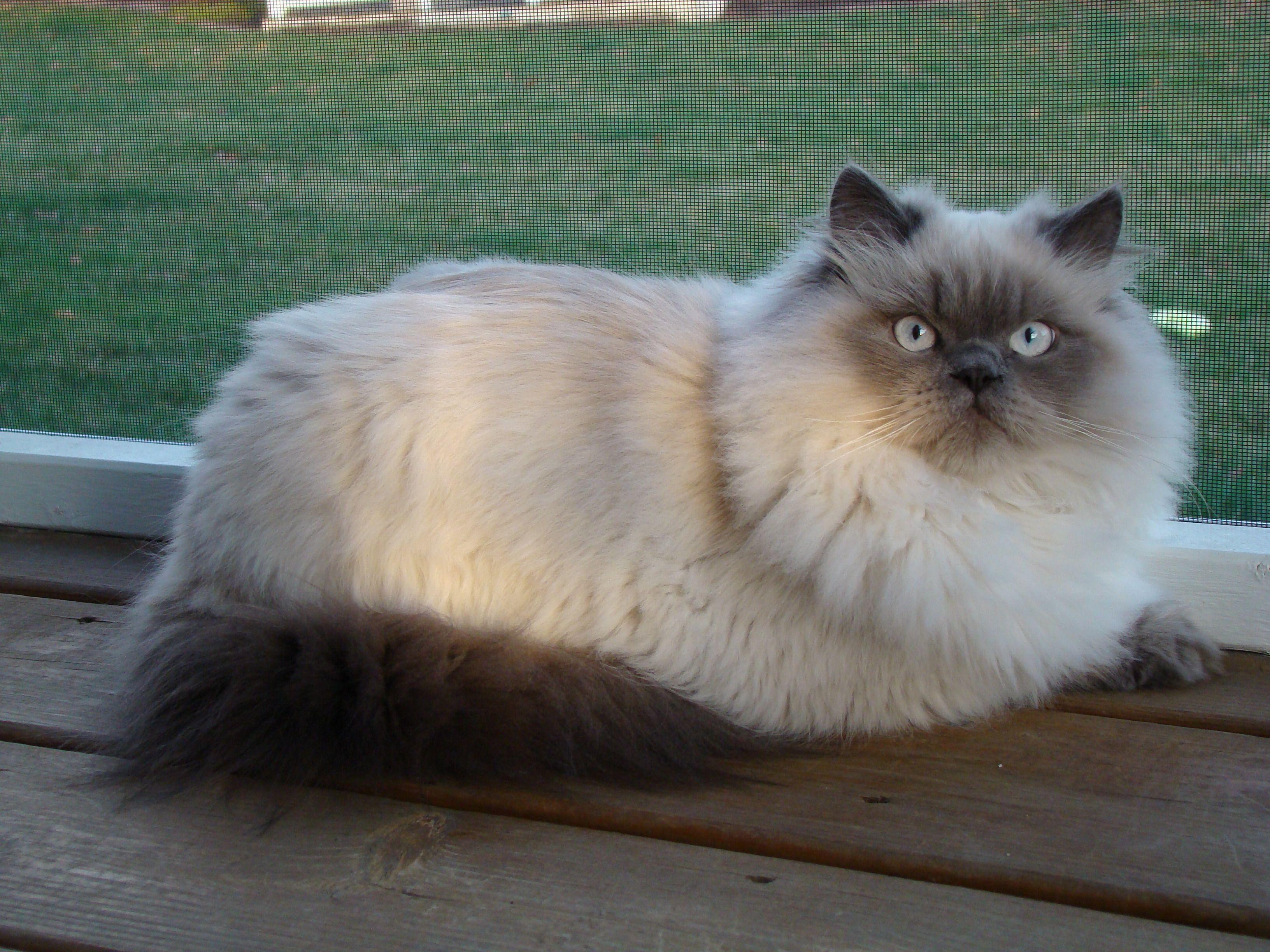 Cat kg7nc0poR