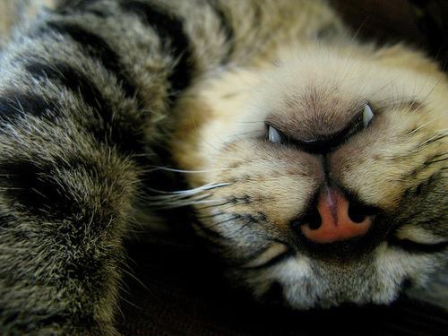 Cat kh