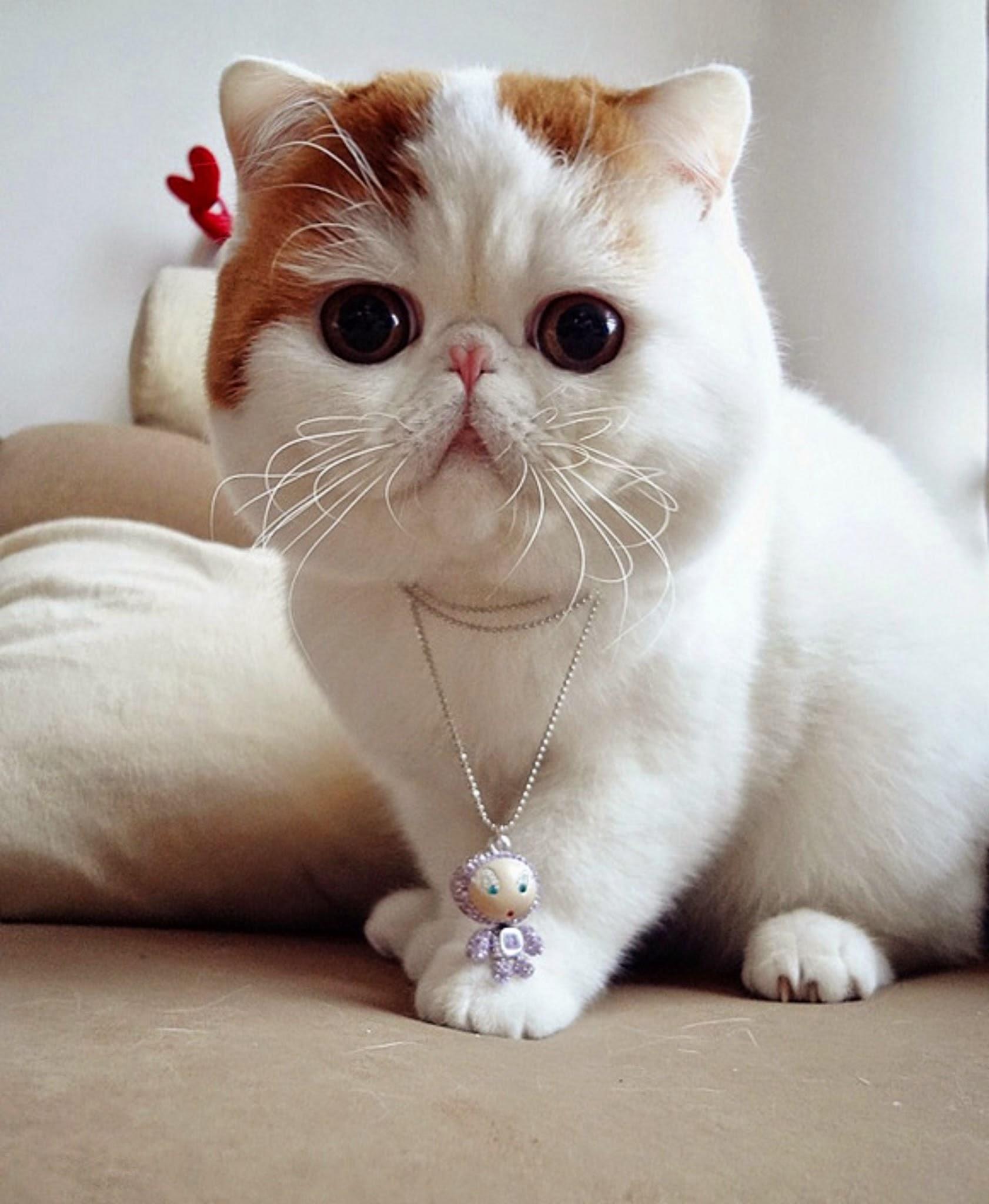 Cat khyg1KLOZ