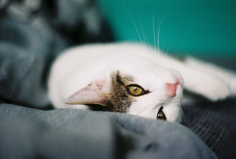 Cat ki