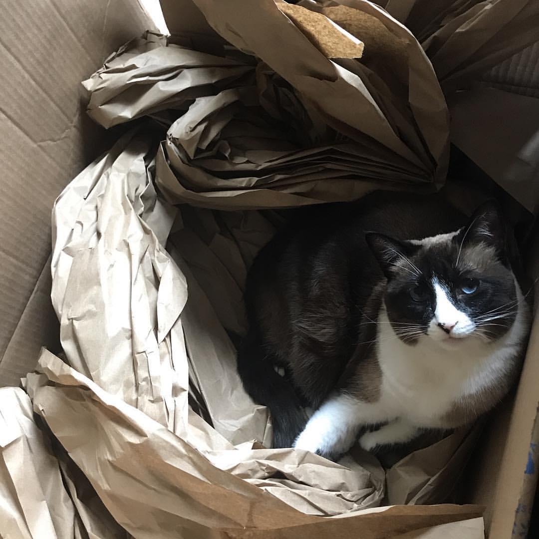 Cat kkBIQnncT