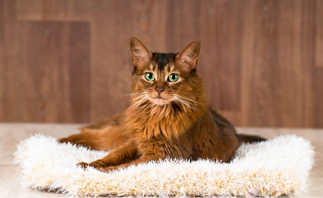 Cat klJJYDl2B