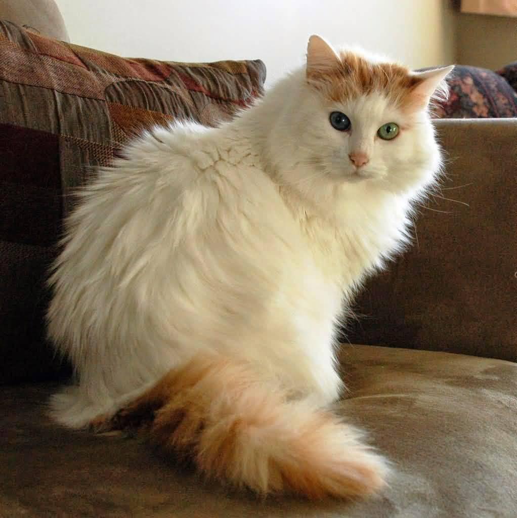 Cat klLnMZy3q
