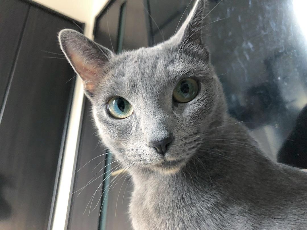 Cat kmvetZsyr