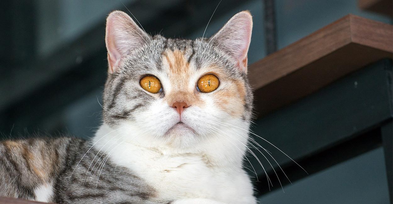 Cat kxUakBB2o