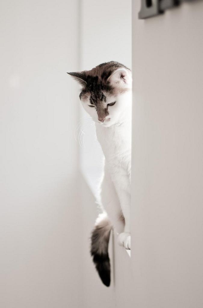Cat l1