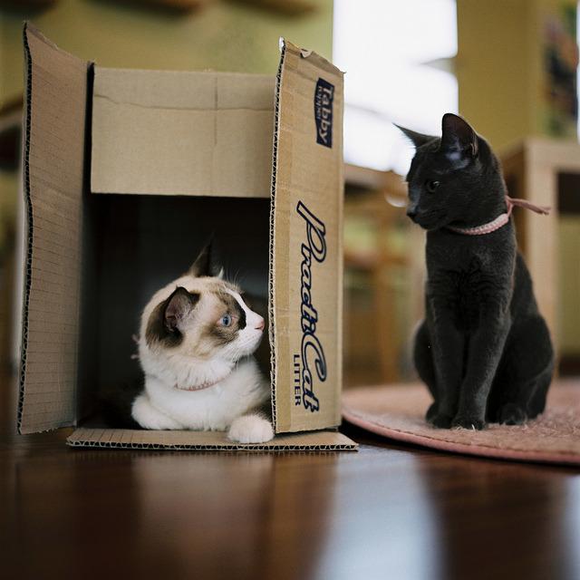 Cat l2