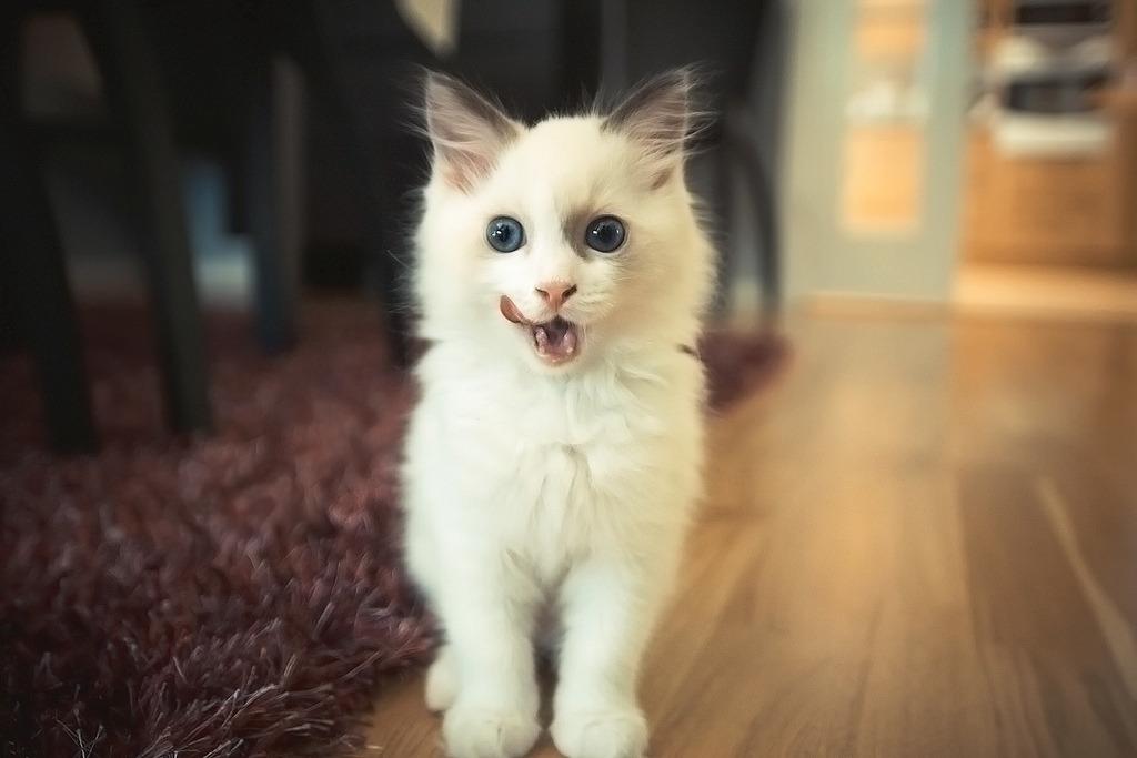 Cat l8