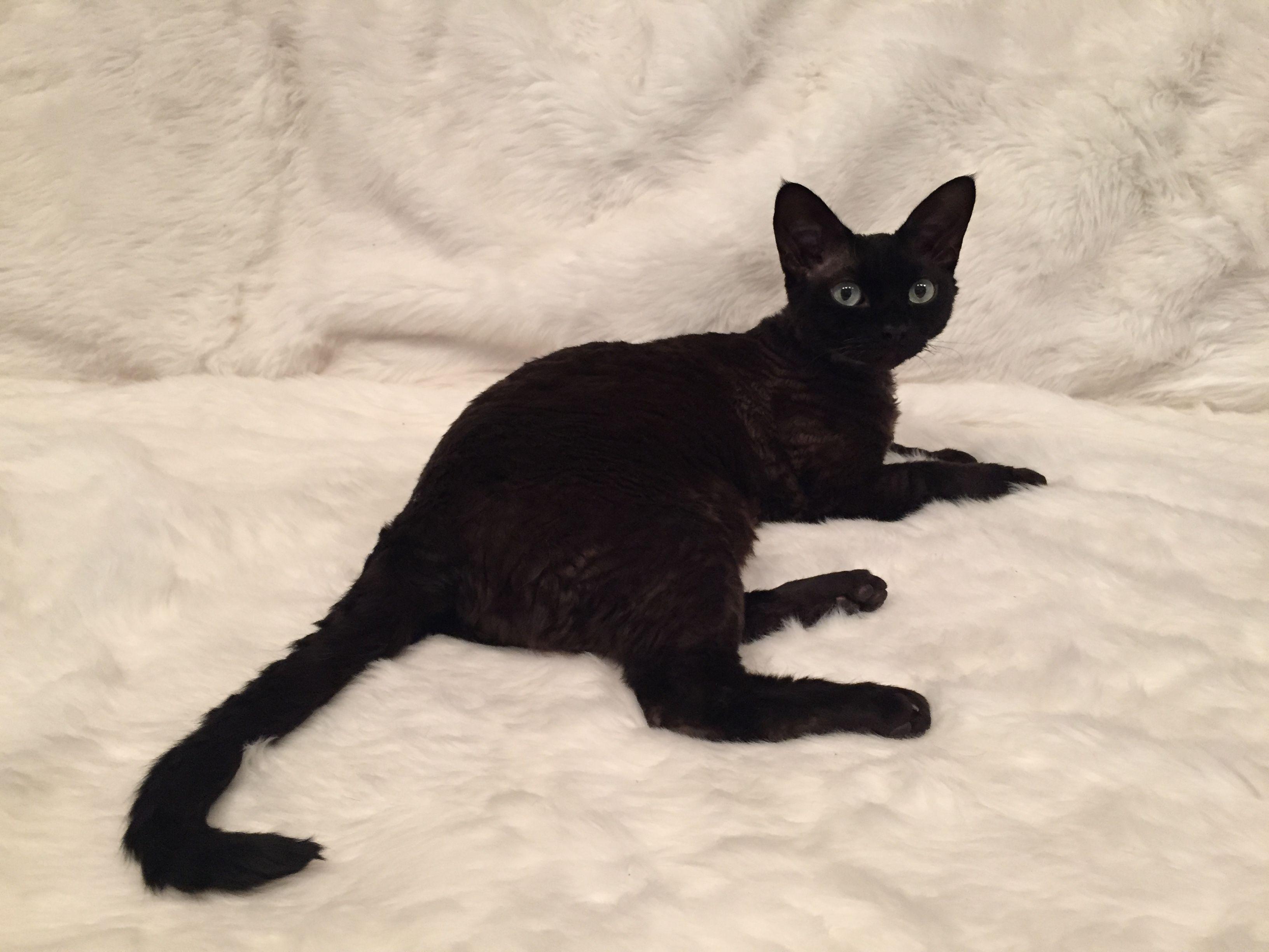 Cat lJHXU7DlQ