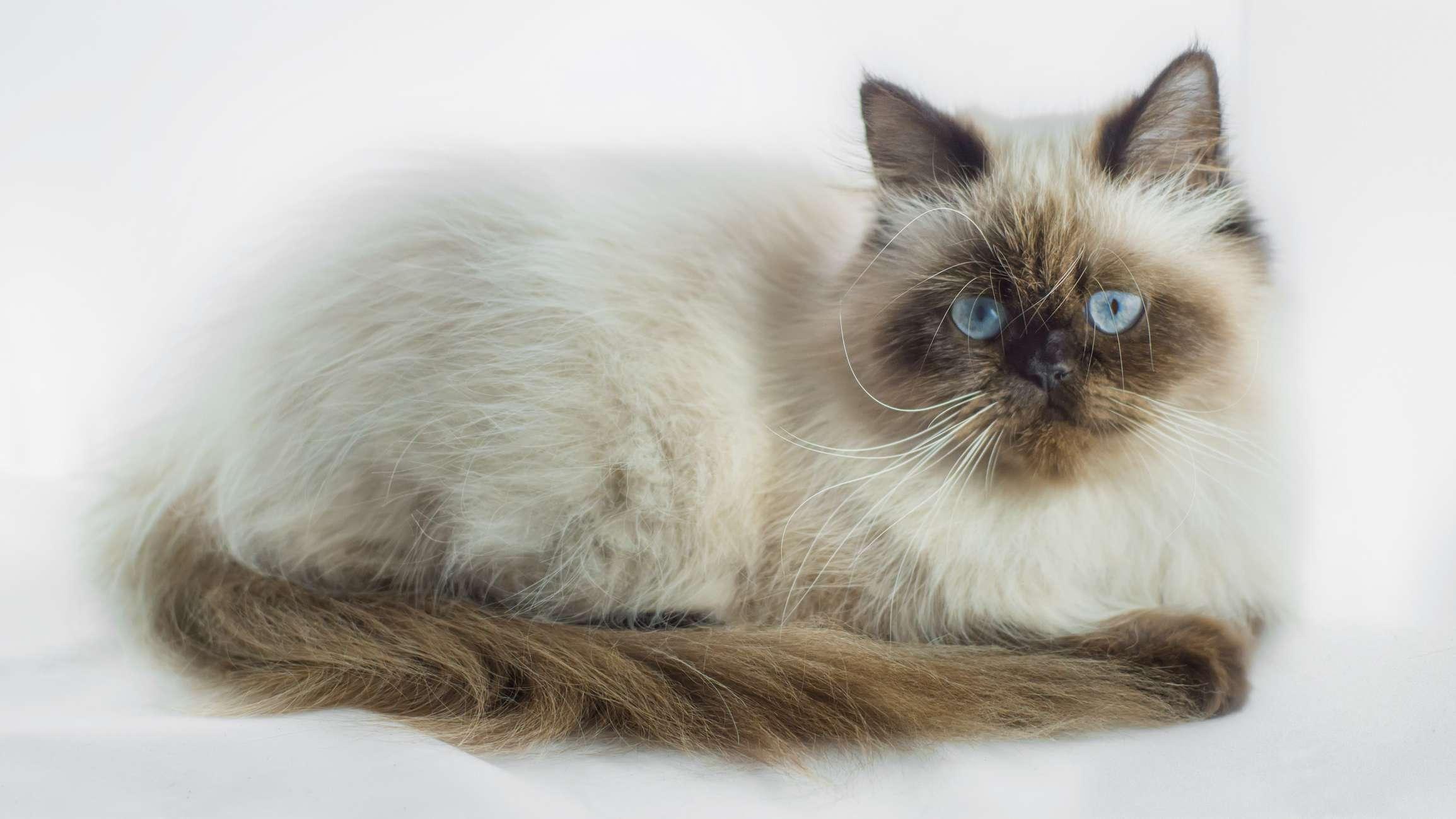 Cat lZOJKmkxY