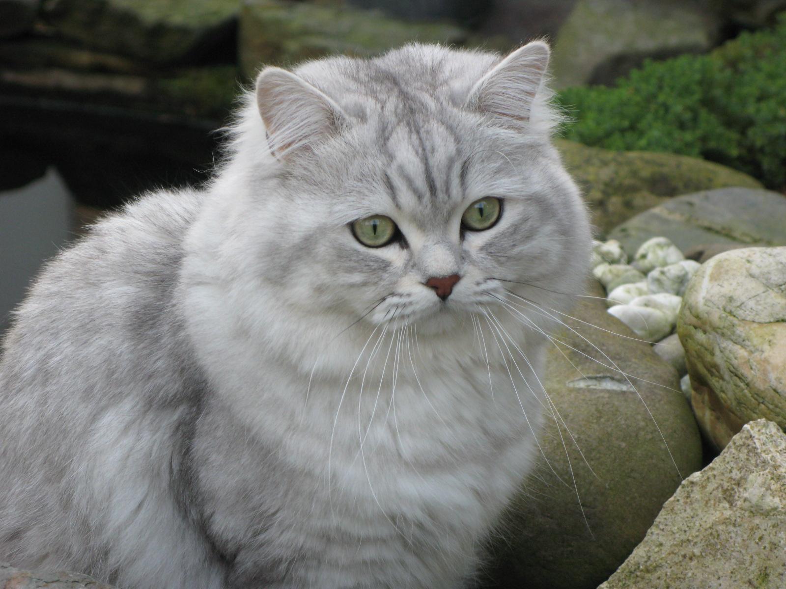 Cat laq3GvUgh