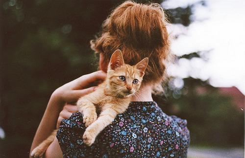 Cat ld