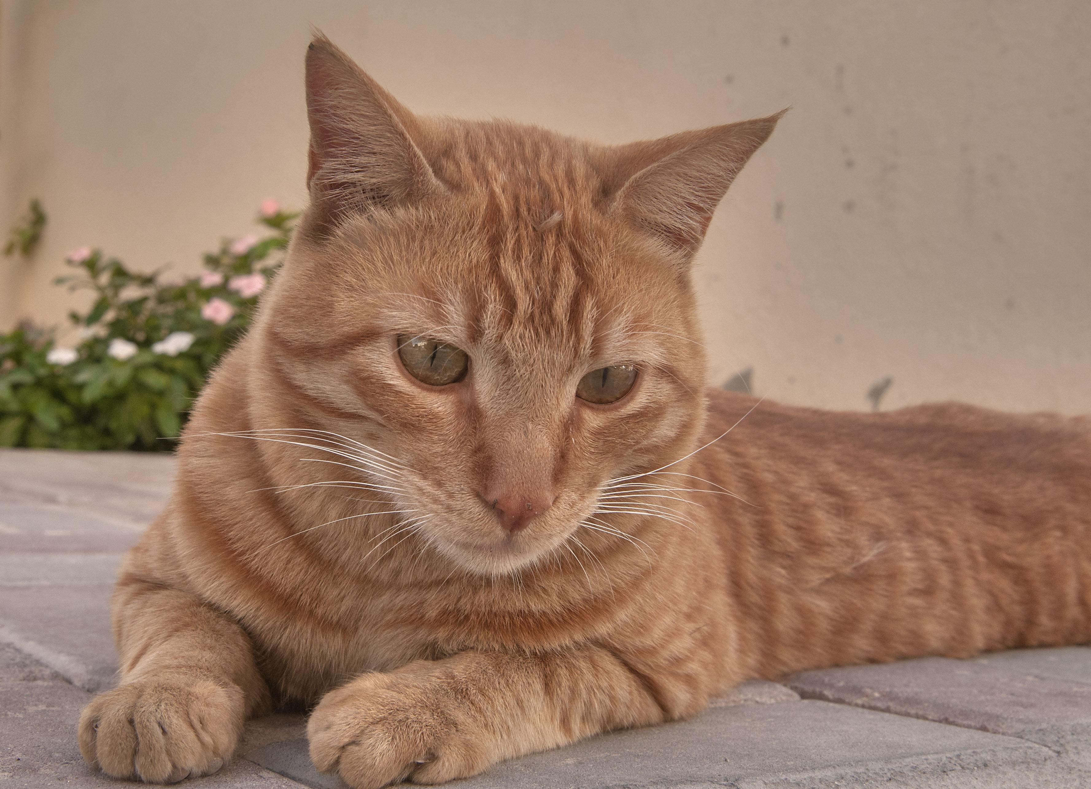 Cat m1TeHn2dH