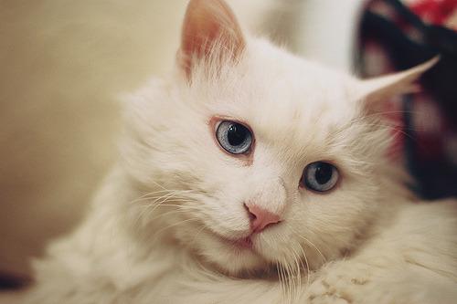 Cat m3