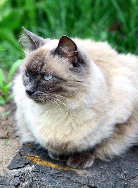 Cat mCbyxNhMR