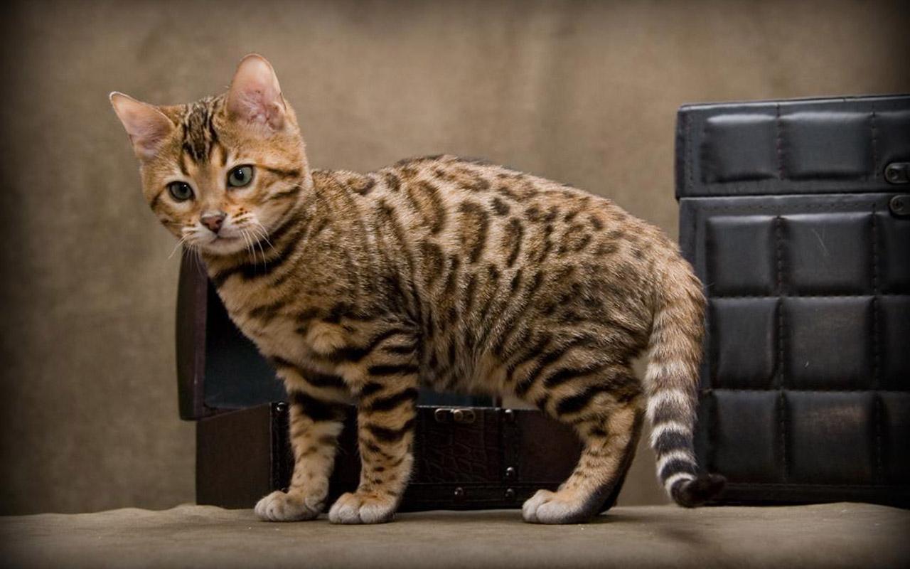 Cat mNOdlAkXR